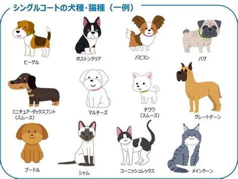 シングルコート犬種の特徴と種類