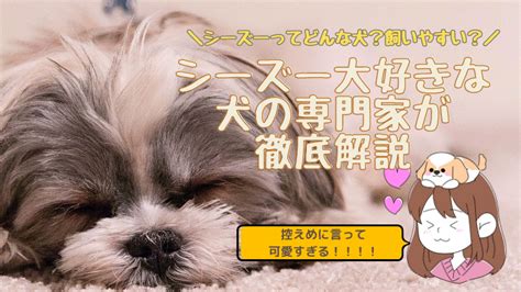 シーズーにぴったりのシャンプーで、愛犬の美しさを引き出そう！