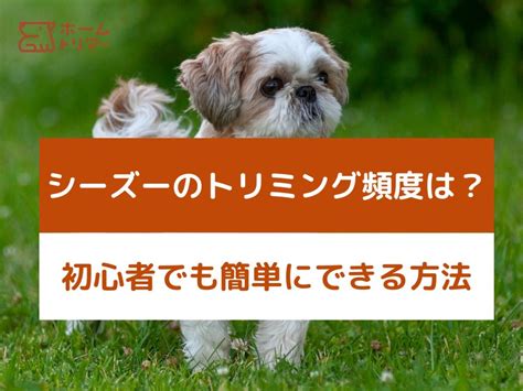 シーズーのトリミング頻度は？最適な頻度とポイントを解説