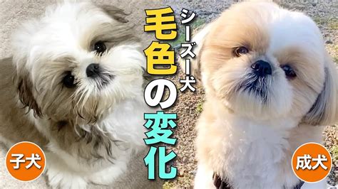 シーズーの成犬期を迎えたら知っておきたいこと