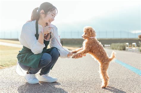 シーズーの散歩時間：愛犬と健康的な生活を送るためのガイド