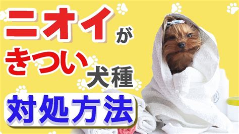 シーズーの臭い対策：愛犬の嫌なニオイを撃退！