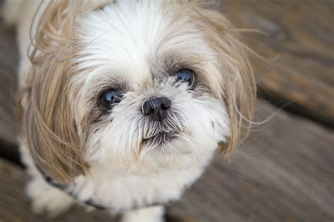 シーズーはどんな犬？