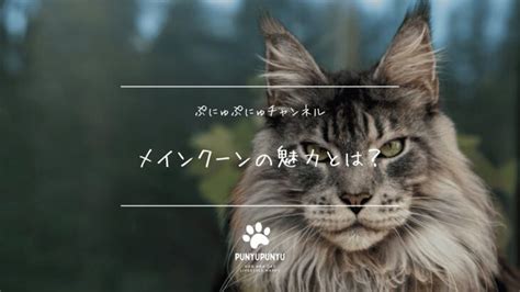 ジェントルジャイアント猫：飼い方のコツと魅力