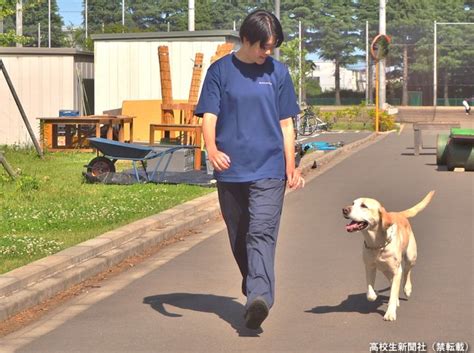 ジャンプ犬の育成と訓練の包括ガイド