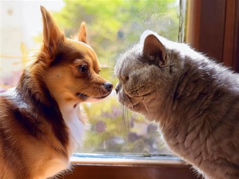 ジャンプ犬を飼うための完全ガイド