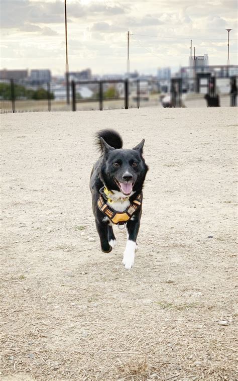 ジャンプ 犬の種類