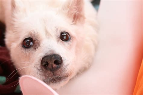 ジャーキーで犬を健康に！愛犬との健康な日々を過ごすためのガイド