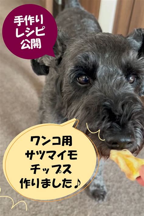 スイートポテト犬：愛らしいサツマイモそっくりの愛犬