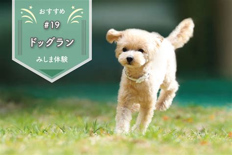 スカイパークドッグランで愛犬と最高の時間を過ごそう！