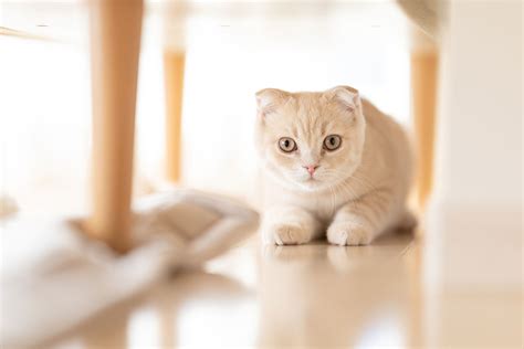 スコティッシュの性格：子猫から成猫までの性格変化と特徴