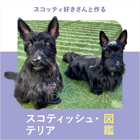 スコティッシュテリアの飼い方ガイド：健康で幸せな生活のために