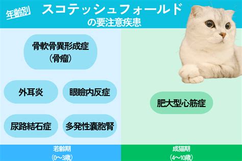 スコティッシュフォールドがかかりやすい病気とその発症確率