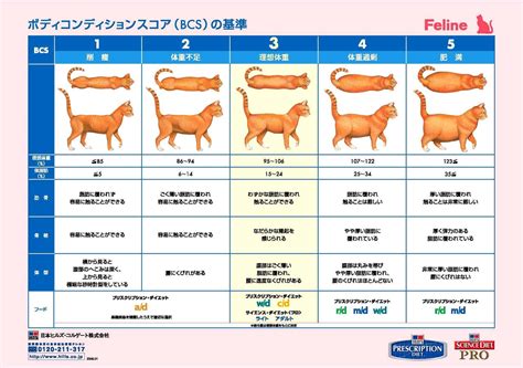 スコティッシュフォールドの平均体重と成長曲線