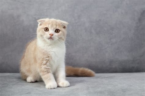 スコティッシュフォールドの性格：飼い主が知っておくべき特徴と傾向