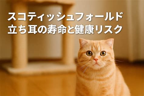 スコティッシュフォールドの立ち耳・骨瘤発症確率