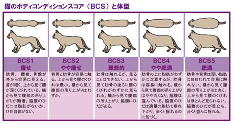 スコティッシュフォールドの肥満に関するよくある質問