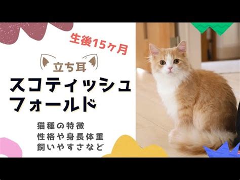 スコティッシュフォールドの飼いやすさ：初心者におすすめできるのか徹底検証