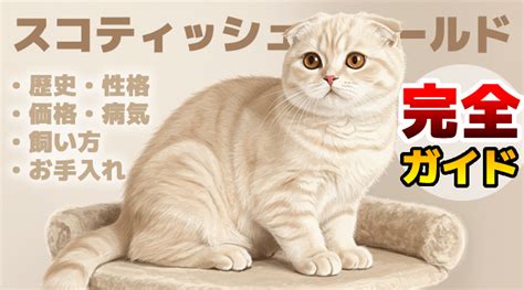 スコティッシュフォールドの飼い方：完全ガイド