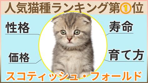 スコティッシュフォールドの黒い子猫を飼う完全ガイド