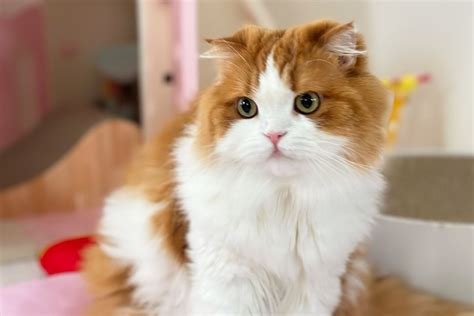 スコティッシュフォールド猫：折れた耳が魅力の愛らしいネコちゃん