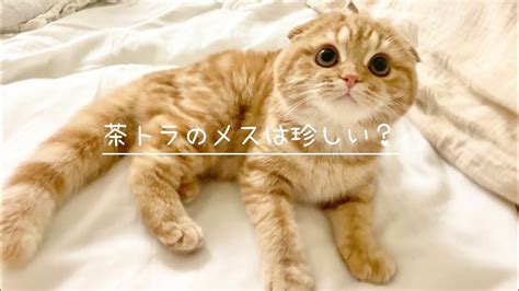 スコティッシュフォールド茶トラを飼うための包括ガイド