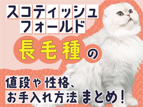 スコティッシュフォールド長毛種: 愛らしい仲間たちの完全ガイド