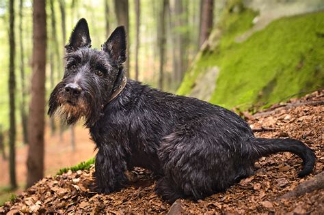 スコティッシュ・テリア完全ガイド: 忠実で愛らしいスコットランド原産の愛犬