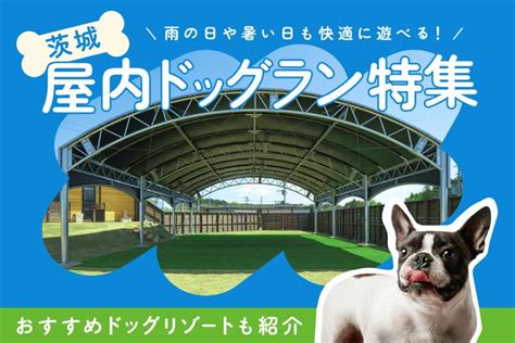 スタジオドッグラン：愛犬と快適に遊べる屋内施設