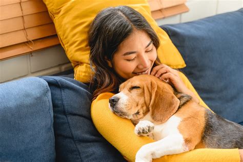 ステップ犬: 愛犬との絆を深め、健康を維持するための究極ガイド