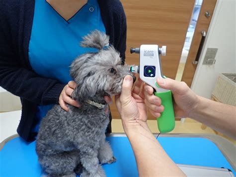 ステラ動物病院 長岡でペットの健康を守りましょう