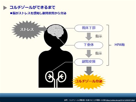 ストレスホルモンのコルチゾールのレベルを下げる