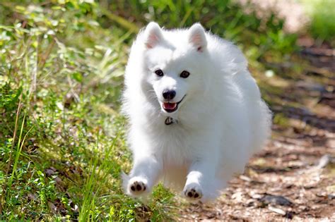 スピッツ犬の性格について：完璧な理解のための徹底ガイド