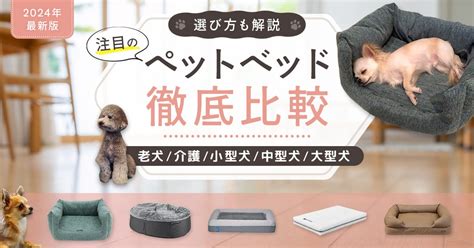 スピッツ犬の性格：包括的なガイド