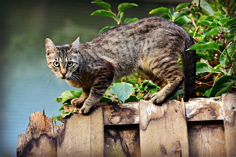 スポテッド・タビー（猫の毛柄）：包括的なガイド