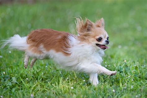 スムース・チワワの寿命：すべての飼い主が知るべきこと