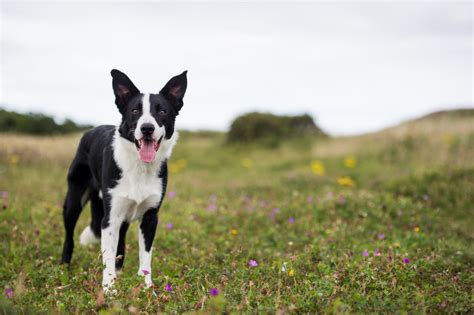 スムース・ボーダー・コリー：知性と運動能力を兼ね備えた理想の犬