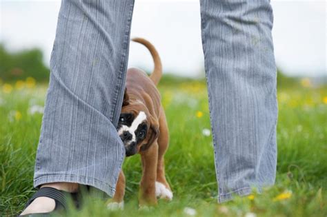 スリッパに噛み付く犬への対処法：飼い主必見のガイド