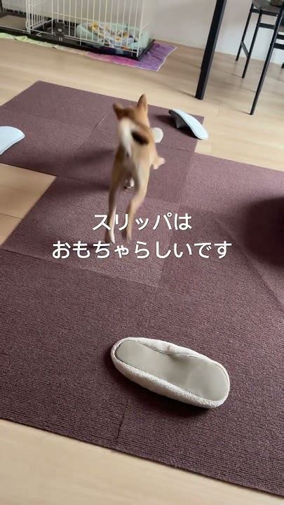 スリッパ犬：愛犬と快適でユニークな生活を送ろう