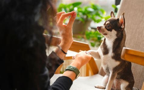 セラピー犬がもたらす驚くべき効果