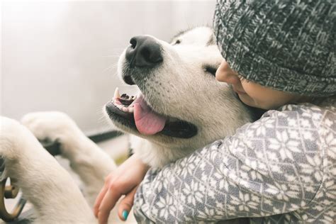 セラピー犬の効果：心と体に及ぼす驚異的な影響