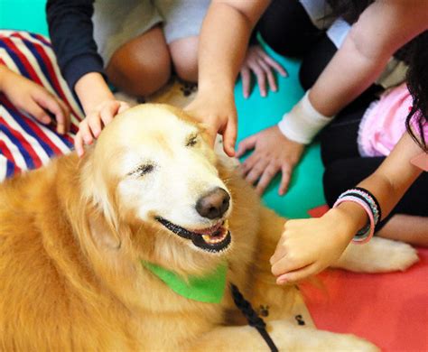 セラピー犬の効果：心と体に癒やしの力を