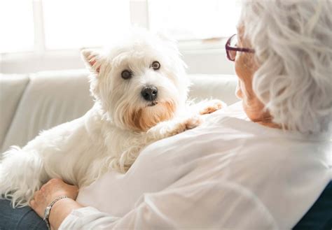 セラピー犬の効果：心身の健康を向上させる癒し手