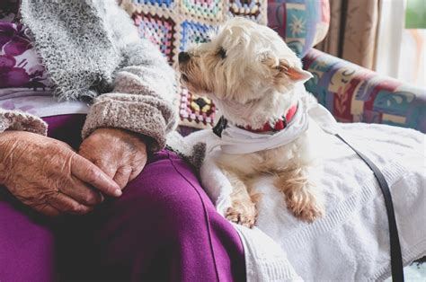 セラピー犬効果：心と体の健康に与える驚くべきメリット