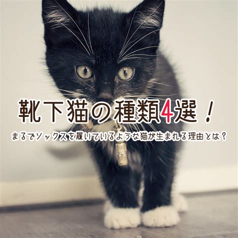 ソックス猫とは