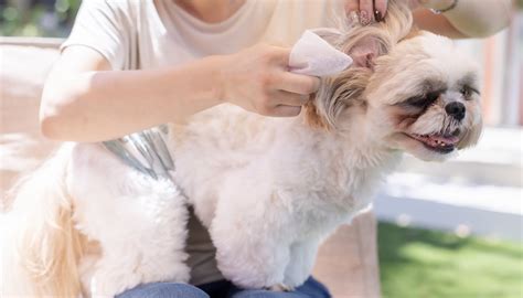 タオル犬：愛犬のお手入れに欠かせないアイテム