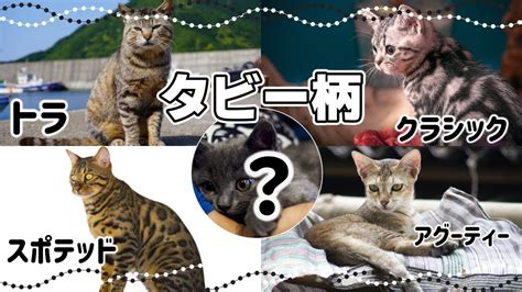 タビーの意味：品種、特徴、飼育方法の完全ガイド