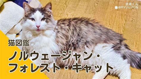 タビーキャット完全ガイド