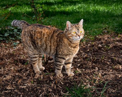 タビーキャット：その魅力と多様性