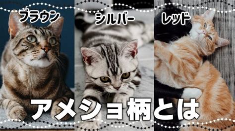 タビー柄の魅力と素晴らしさ：世界で最も一般的な猫柄の秘密